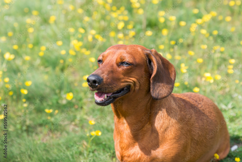 dog in the field dog in the field