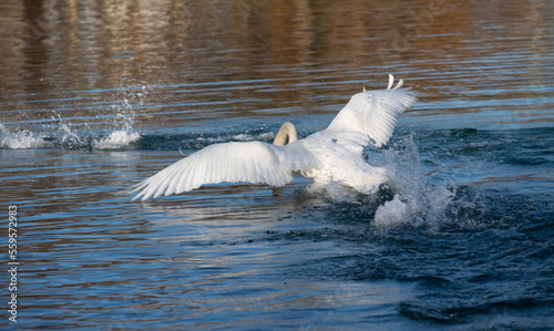 A great white swan is about to land on a blue lake. The swan is seen from behind, with spread wings.
