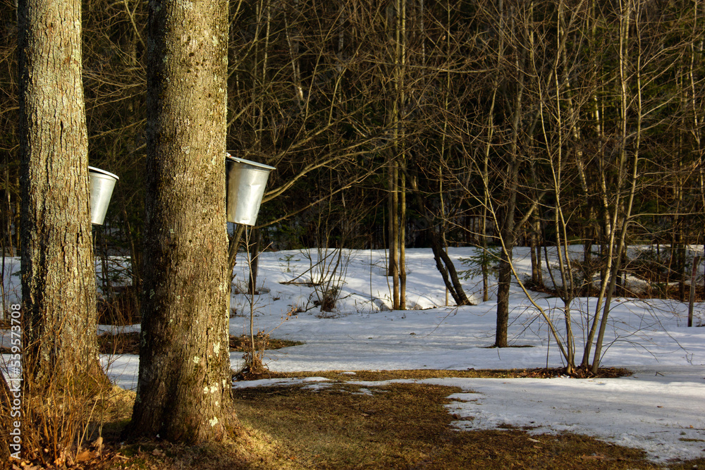 Metal containers used to catch the water for the production of maple syrup