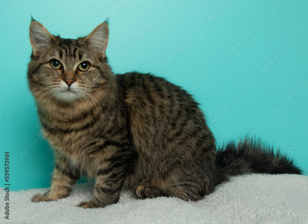 brown fluffy tabby cat sitting down on a blanket