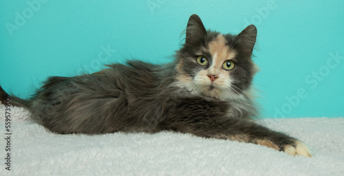 long haired calico kitten cat with green eyes portrait