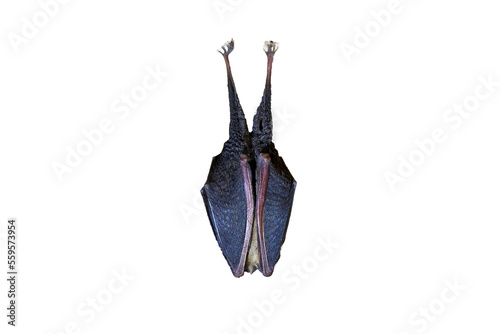Lesser horseshoe bat hanging Isolated (Rhinolophus hipposideros)
