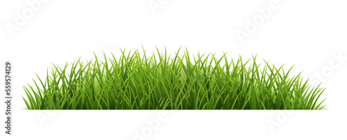 Green Grass Border With White Background