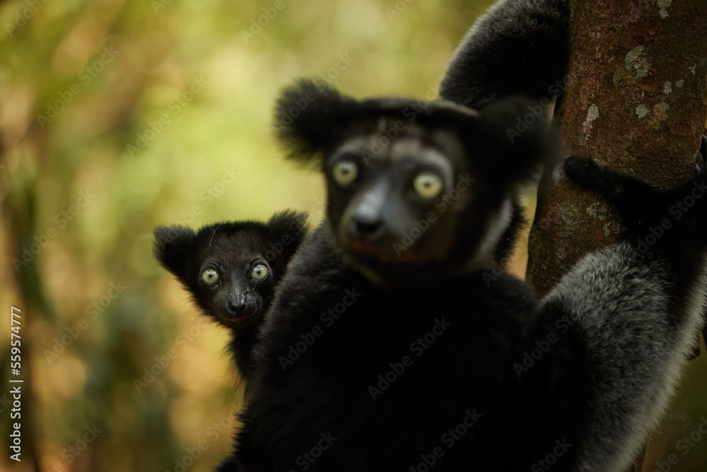 Portrait of Lemur Indri, mother and baby. Largest lemur from Madagascar in ist natural envirnoment of rainforest. Travel to Madagascar wilderness.