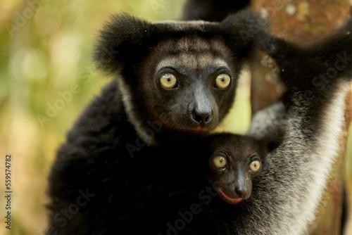 Portrait of Lemur Indri  mother and baby. Largest lemur from Madagascar in ist natural envirnoment of rainforest. Travel to Madagascar wilderness.