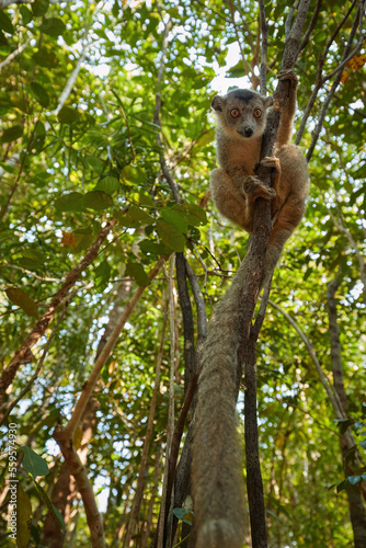 Madagascar wildlife photography: Ultra-wide, close-up photo of Red-bellied lemur, Eulemur rubriventer against forest canopy. Lemur looking directly to camera, eye contact.