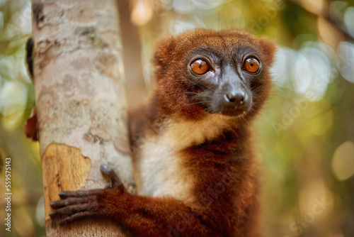 Red-bellied lemur, Eulemur rubriventer, portrait of  orange-brown  lemur, male, endemic to Madagscar. Lemur looking directly to camera, eye contact,  Madagascar wildlife theme.  photo