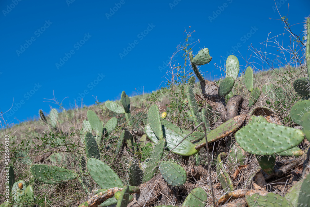 Cactus leaves with a blue sky in background. Cactus leaves with a blue sky in background.