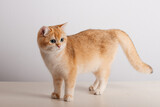 Beautiful cute orange cat	