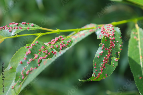 Disease of Salix leaves close-up. Damage to gall mites. Aculus tetanothrix. Sick leaf of willow infected with mite Eriophyidae. Plant parasites.The concept of protection nature. Soft focus photo