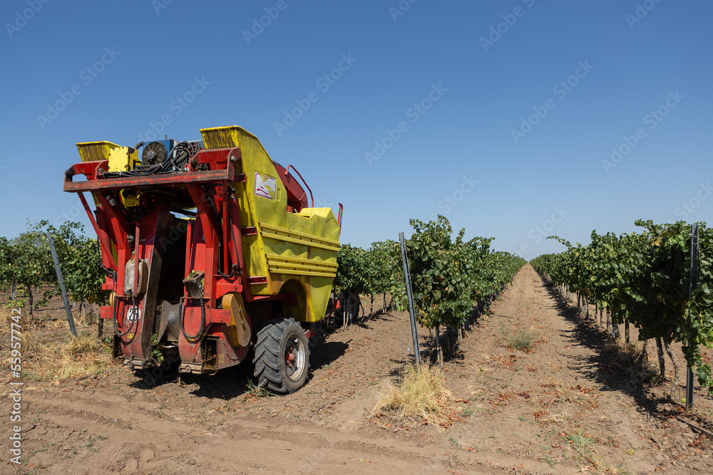 Fototapeta premium Mechanical harvest on a sunny day. Harvesting by machinery in the vineyards.