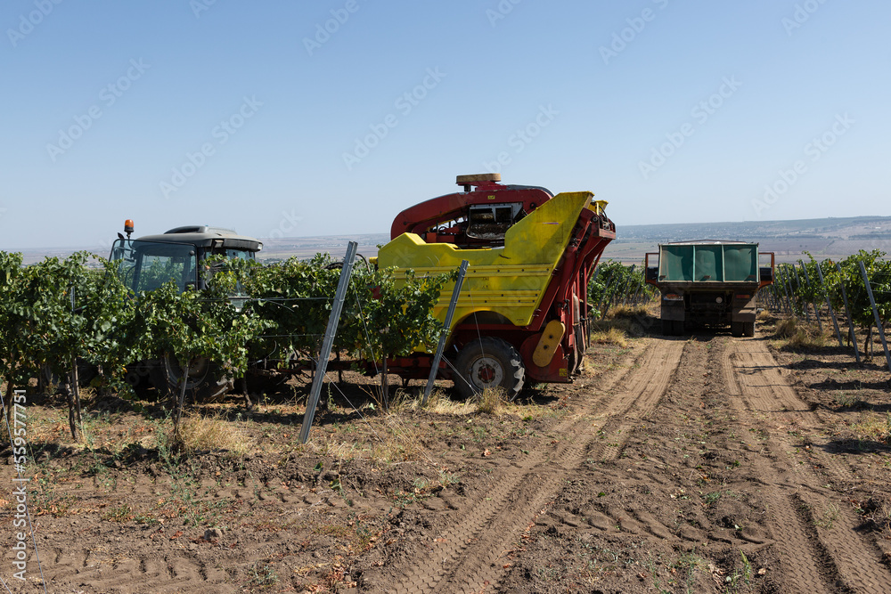 Fototapeta premium Mechanical harvest on a sunny day. Harvesting by machinery in the vineyards.