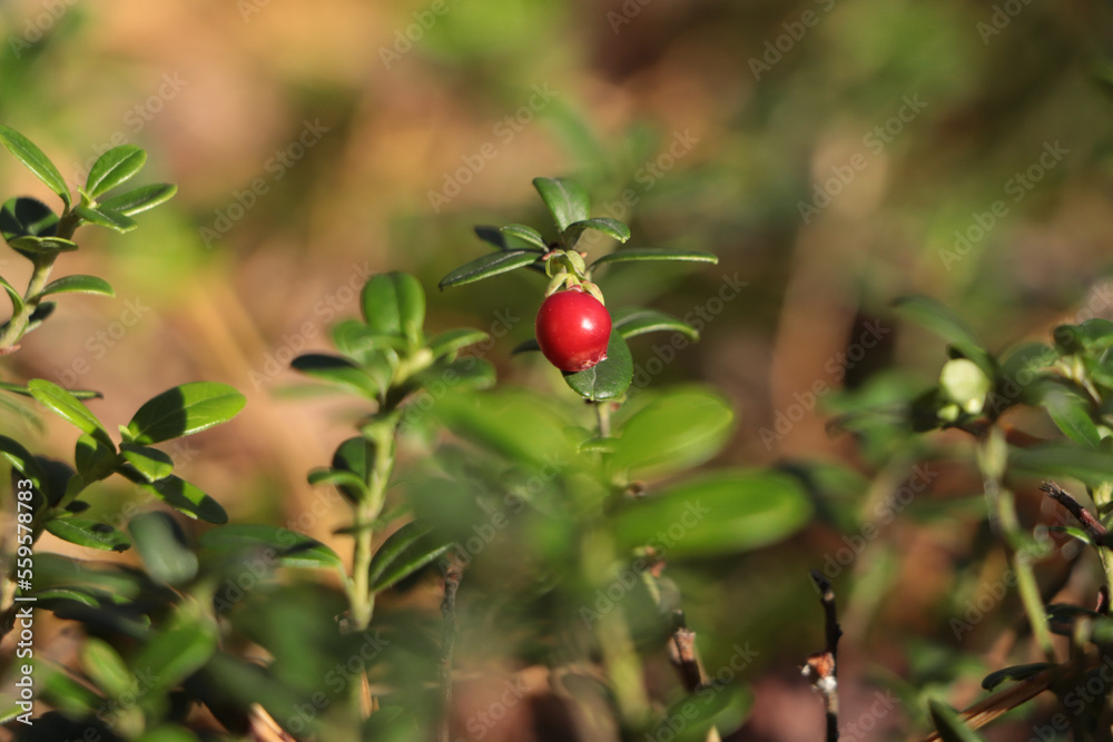 Obraz premium Tasty ripe lingonberry growing on sprig outdoors