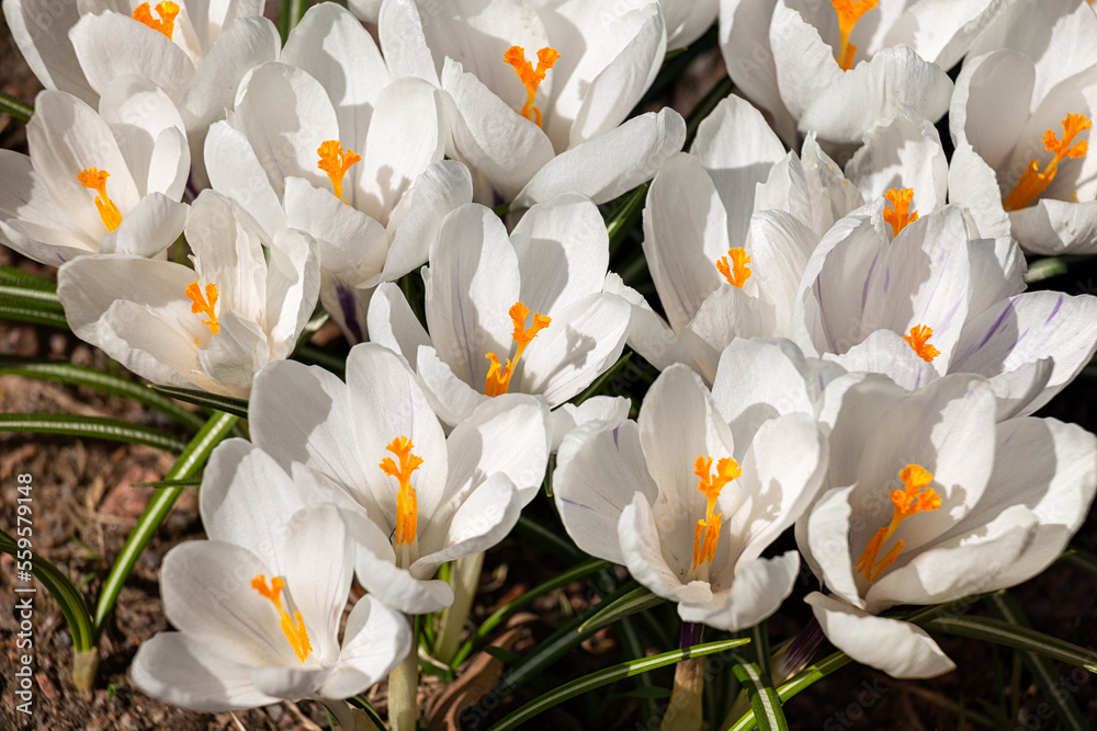 White crocuses