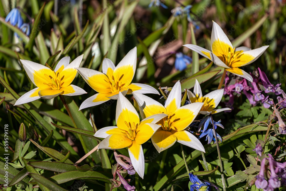 Tulipa tarda Stapf