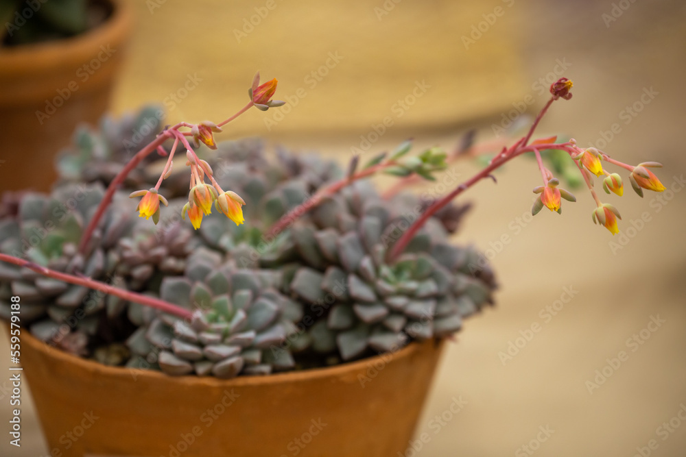 Echeveria subcorymbosa