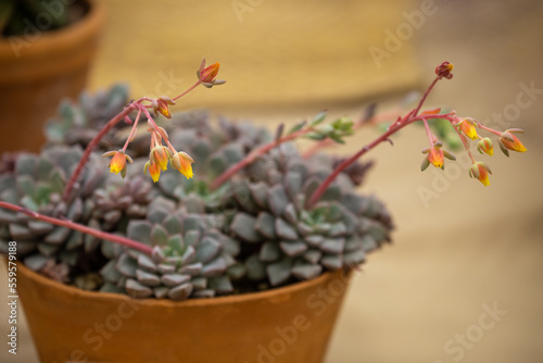 Obraz na płótnie Echeveria subcorymbosa w salonie