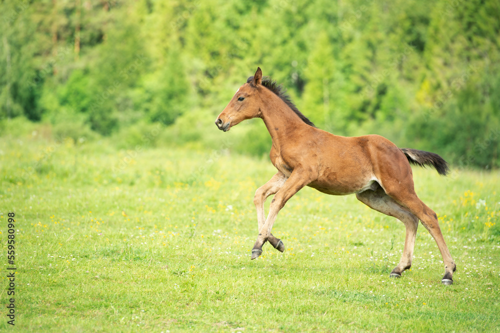 Fototapeta premium light bay foal running at pasture freely. summer cloudy day