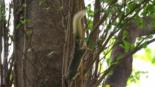 Finlayson's squirrel AKA Variable squirrel peeling tree bark photo