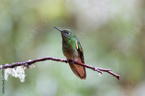 Hummingbird on a branch