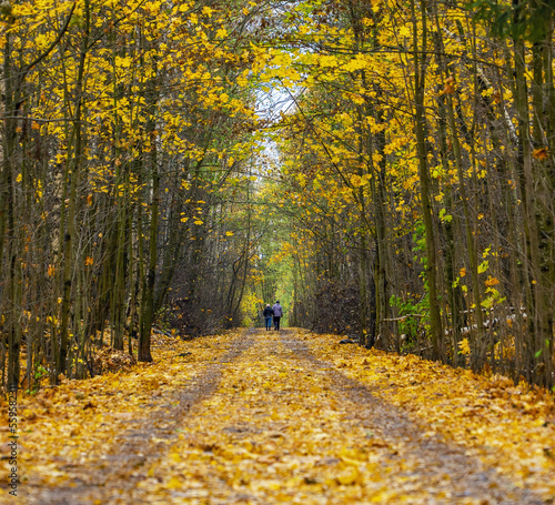 An elderly couple walk away along an autumn road .