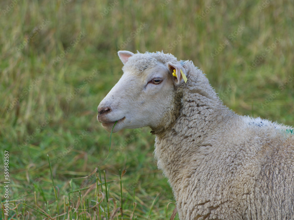 Sheep (ewe) looking sideways in a field of tall dry grass Sheep (ewe) looking sideways in a field of tall dry grass
