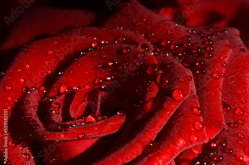 Red rose flower with water drops macro