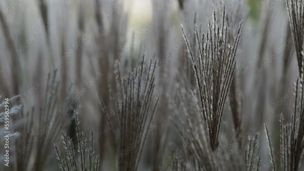 autumn grass in the wind autumn grass in the wind