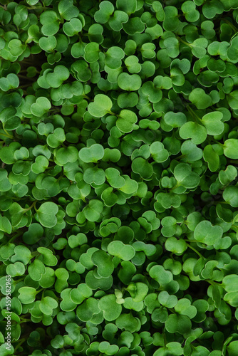 macro texture of green fresh microgreens. Coriander.
