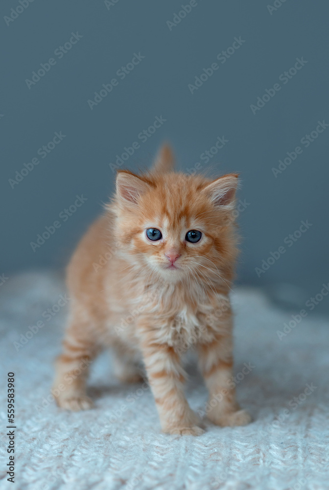 Cute little ginger kitten playing