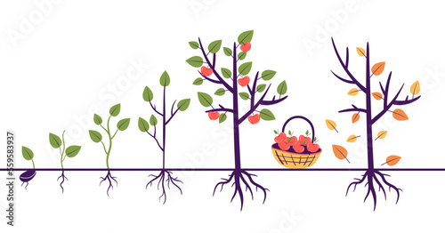 Tree growth process steps with root. Gardening agriculture farm concept. Vector graphic design illustration