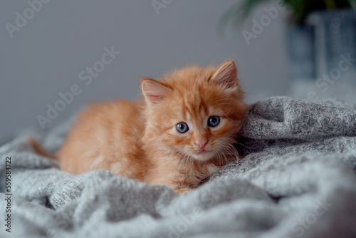 Cute little red kitten sleeps on fur gray blanket