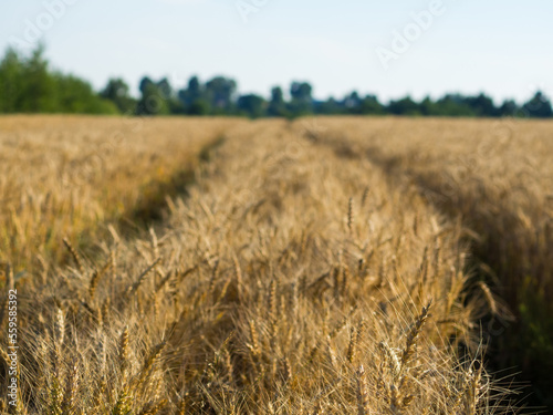 traces from tractors in a field with wheat