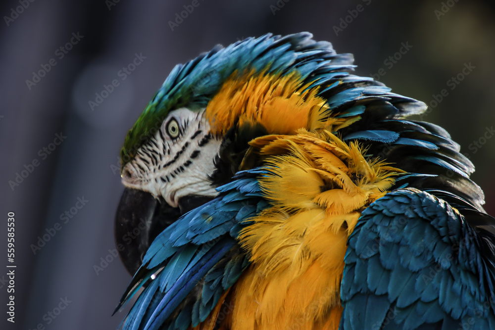 Fototapeta premium A close up of a Macaw bird