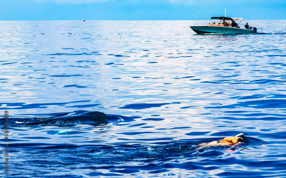 Fototapeta premium Huge whale shark swims on the water surface Cancun Mexico.