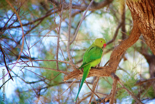 Green parrot on the tree in Israel