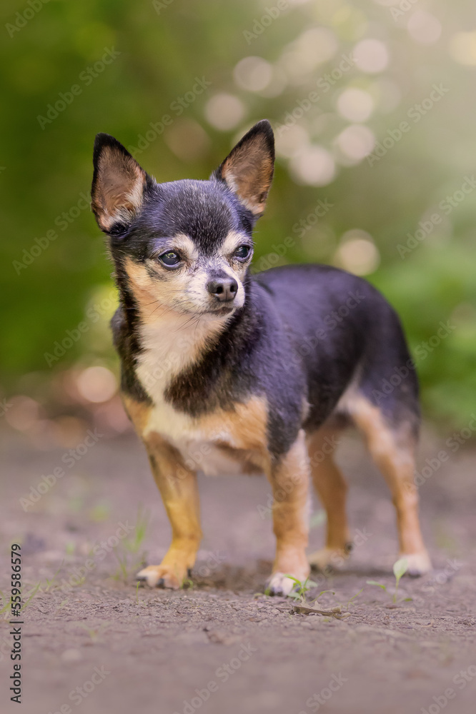 chihuahua standing in forest