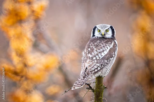 Obraz Sowa Jarzębata