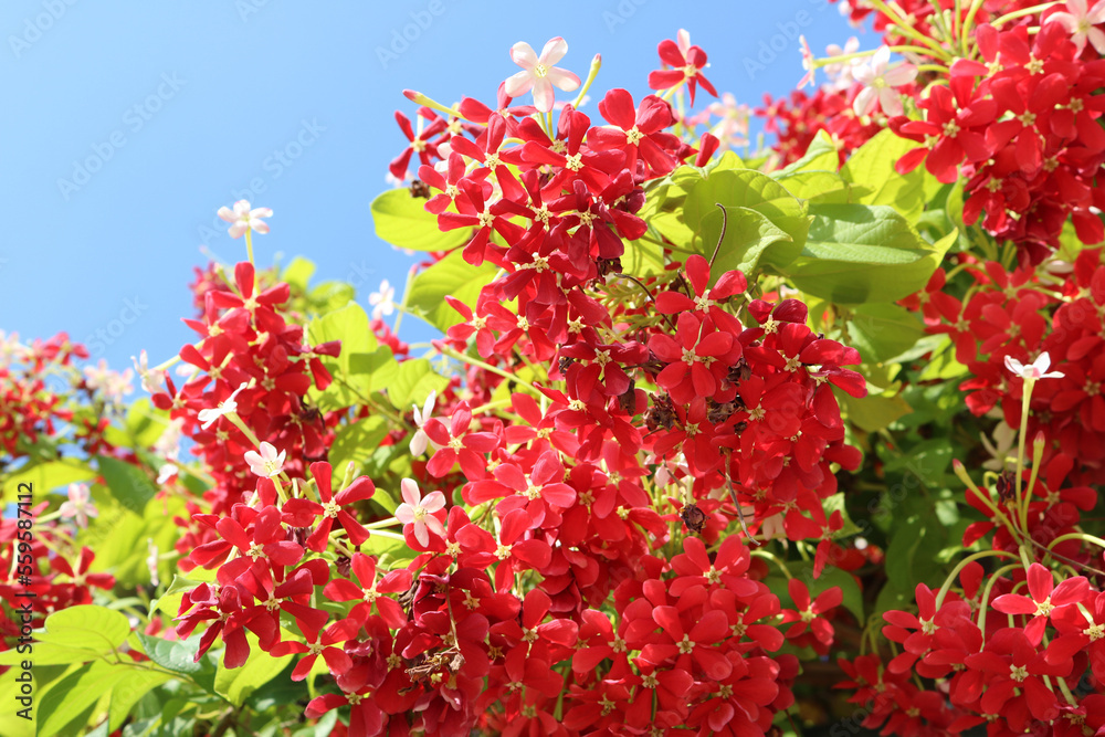 Red flowers in Israel in the autumn
