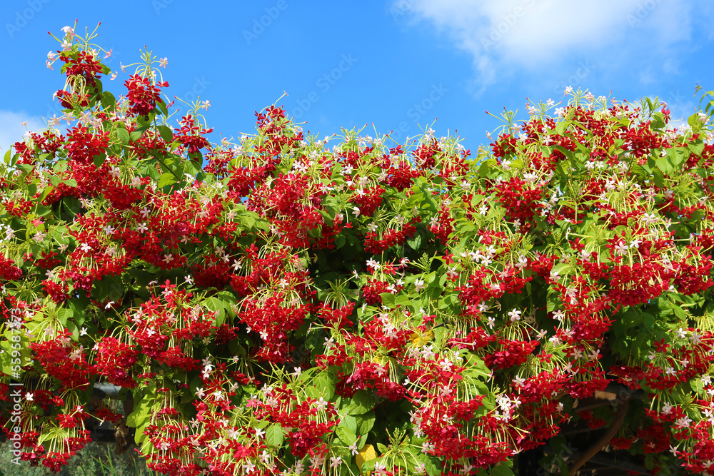Red flowers in Israel in the autumn