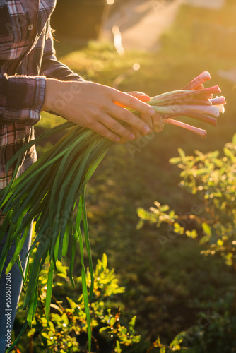 Close up of woman gardener holds bunch of green onions on sunny warm spring day. Plant care and harvest concept and hobby