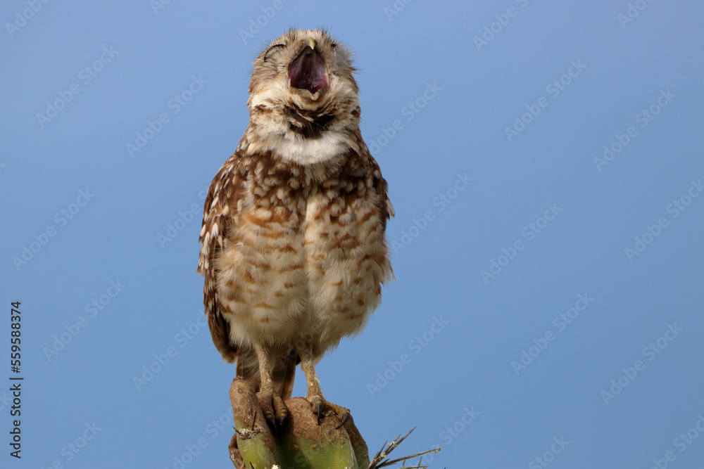 screaming owl. Photo of an isolated Burrowing Owl (Athene cunicularia) perched on a cactus against a blue sky screaming owl. Photo of an isolated Burrowing Owl (Athene cunicularia) perched on a cactus against a blue sky
