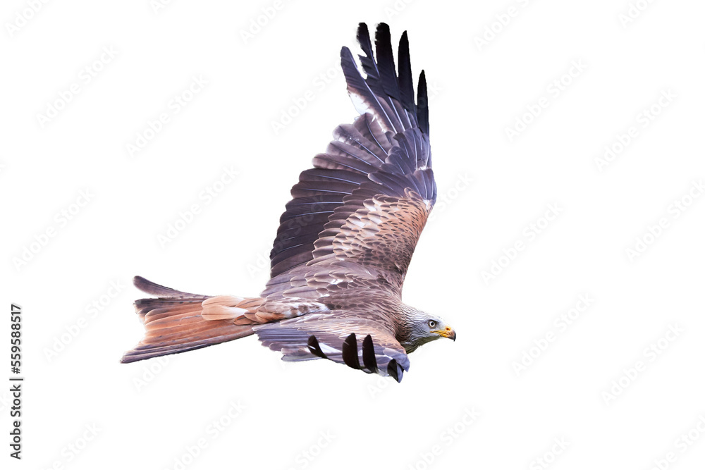 Obraz premium Red Kite in flight isolated (Milvus milvus) 