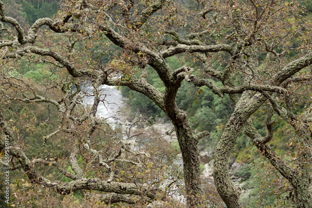 Tree in the forest. Paiva river, Arouca, Portugal Tree in the forest. Paiva river, Arouca, Portugal