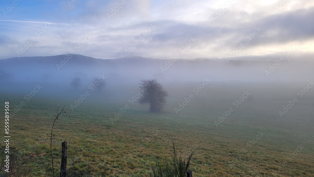 Arbres dans la brume