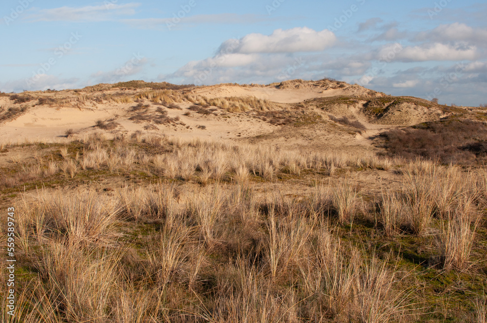 Sand dunes of the North Sea in winter, the province of South Holland. Landscape. View of the sand dunes.