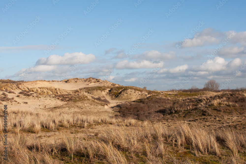 Sand dunes of the North Sea in winter, the province of South Holland. Landscape. View of the sand dunes.