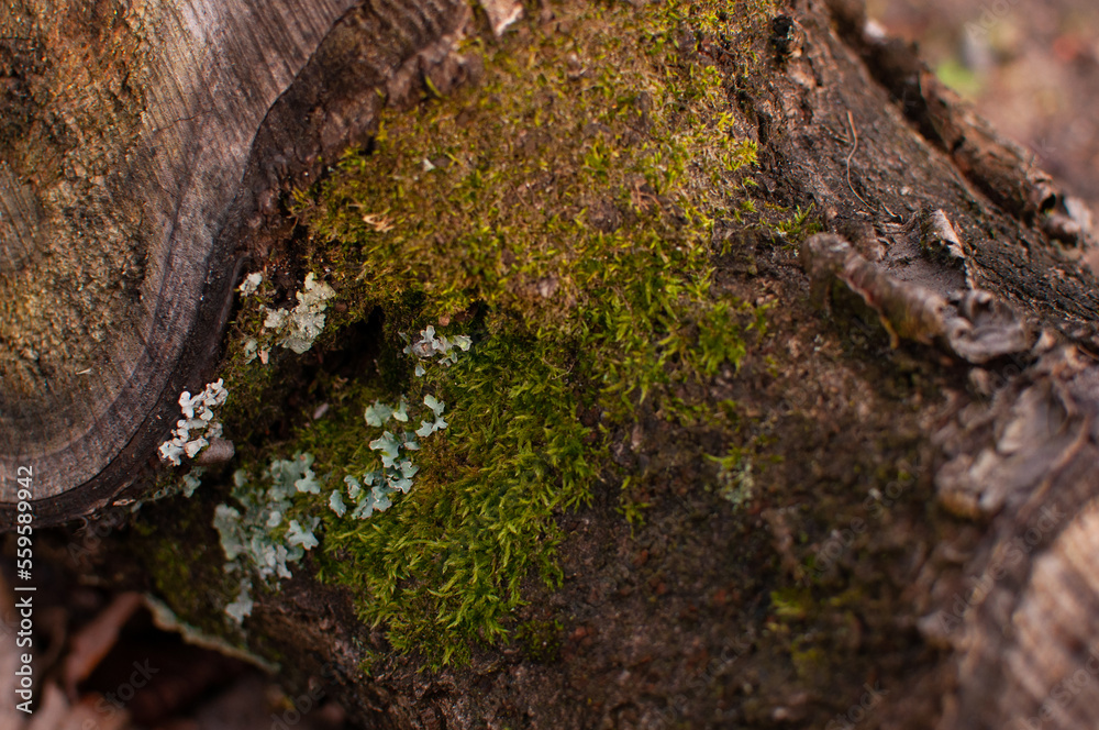 moss on tree,Log covered with moss.Yellow,green orange moss.Close-up,Beautiful pattern in nature. moss on tree,Log covered with moss.Yellow,green orange moss.Close-up,Beautiful pattern in nature.