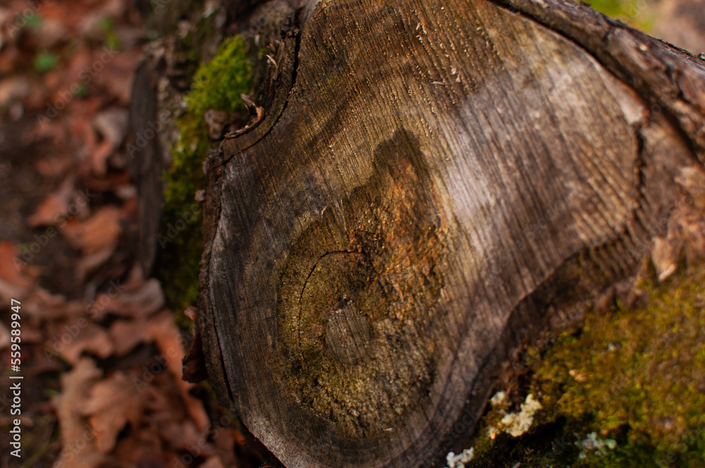 A cut of a tree with age rings. An old log with a pattern and green moss. A cut of a tree with age rings. An old log with a pattern and green moss.