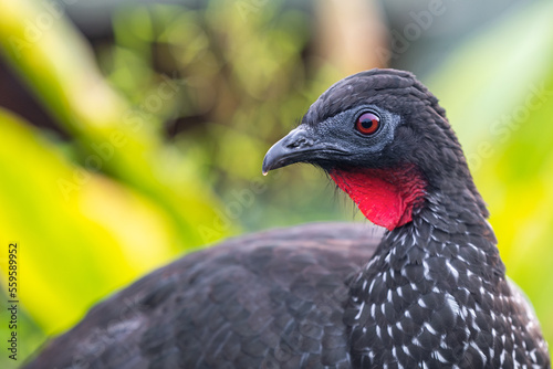 Andean Guan (Penelope montagnii) portrait, Mindo cloud forest, Ecuador.